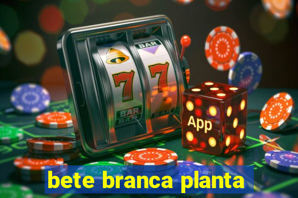 bete branca planta